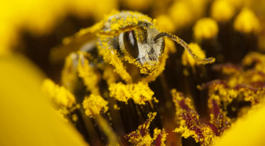 Arı Poleni nedir? Polen Nasıl Kullanılır? Faydaları ve Zararları Nelerdir?