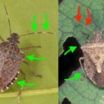 Halyomorpha Halys (Kahverengi Kokarca Böceği)